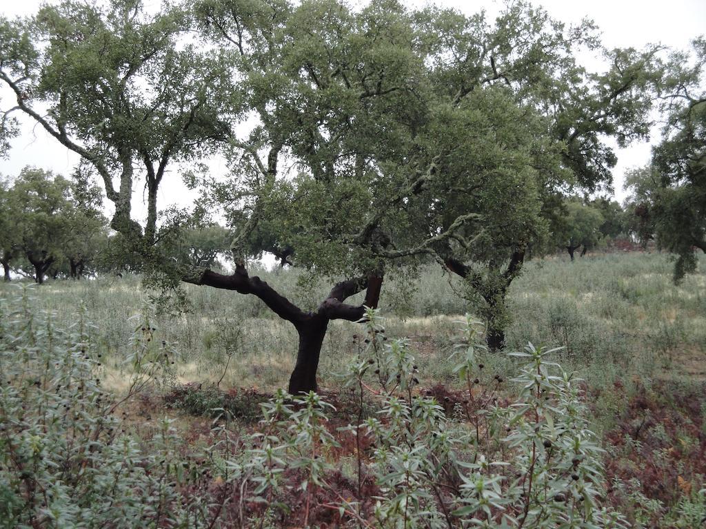 Casa Rural Sierra San Mamede La Codosera Bagian luar foto