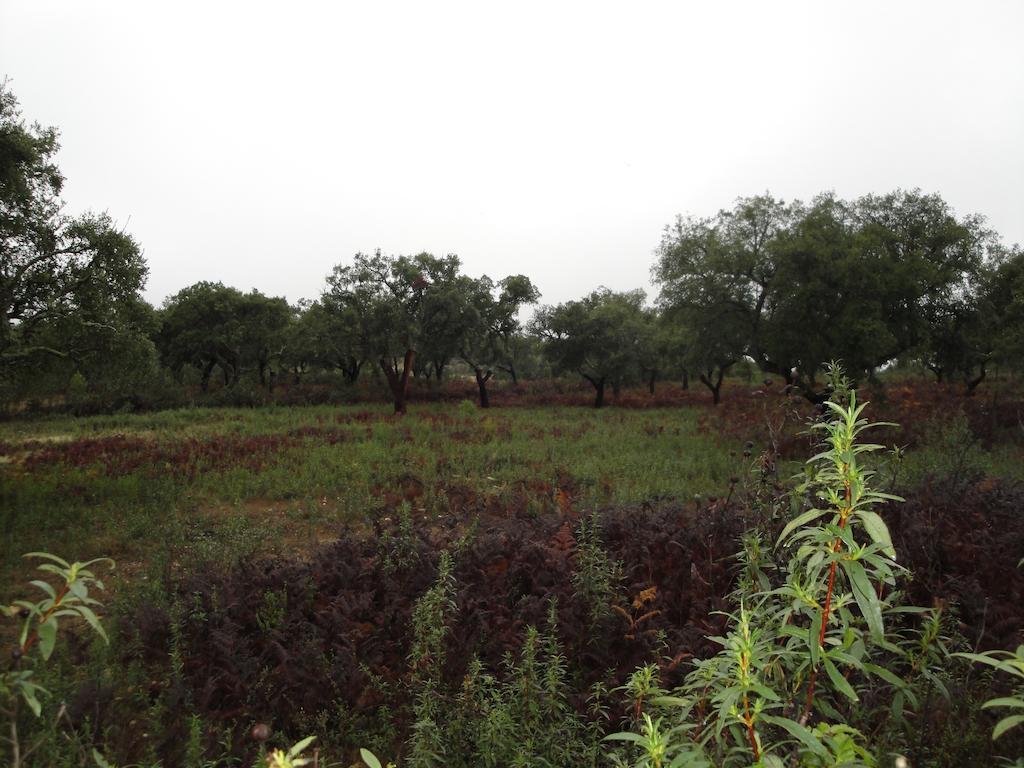 Casa Rural Sierra San Mamede La Codosera Bagian luar foto