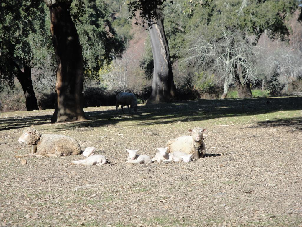 Casa Rural Sierra San Mamede La Codosera Bagian luar foto